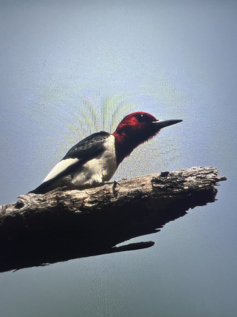 Pic à tête rouge - ML618037138