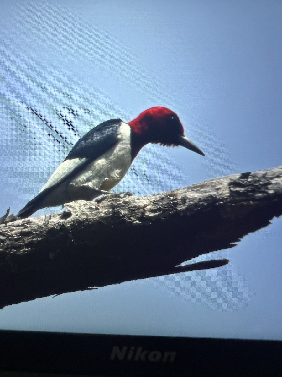 Red-headed Woodpecker - ML618037148