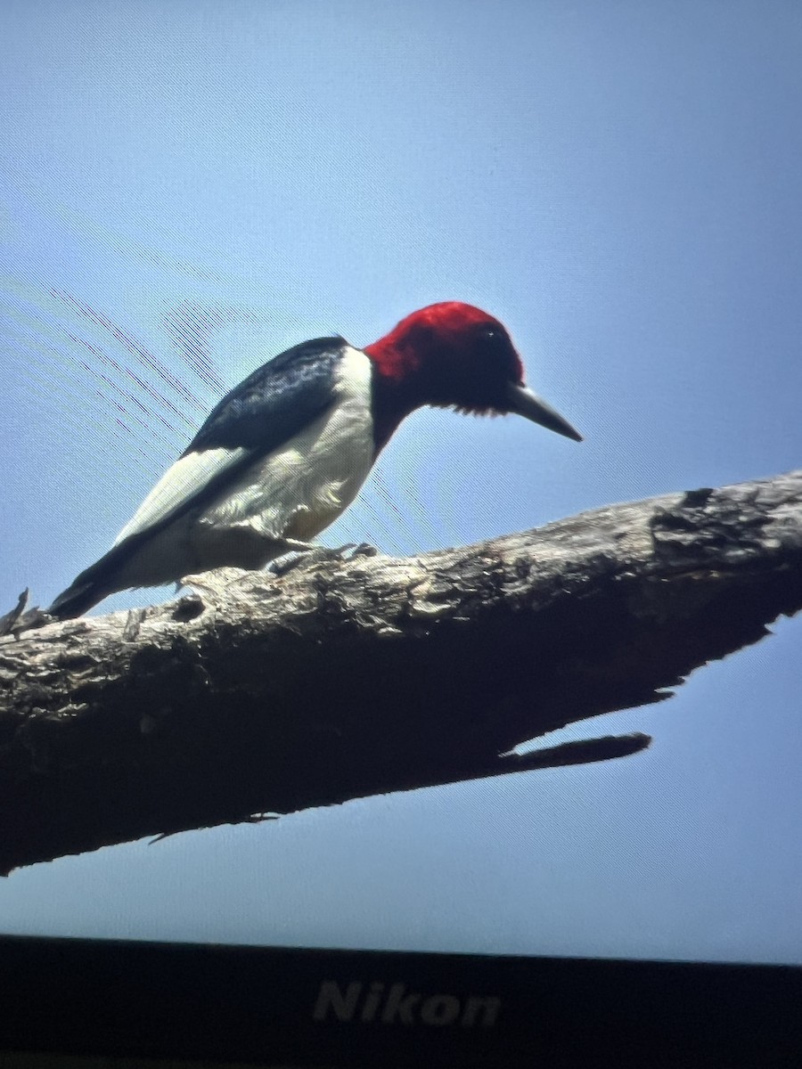 Pic à tête rouge - ML618037148