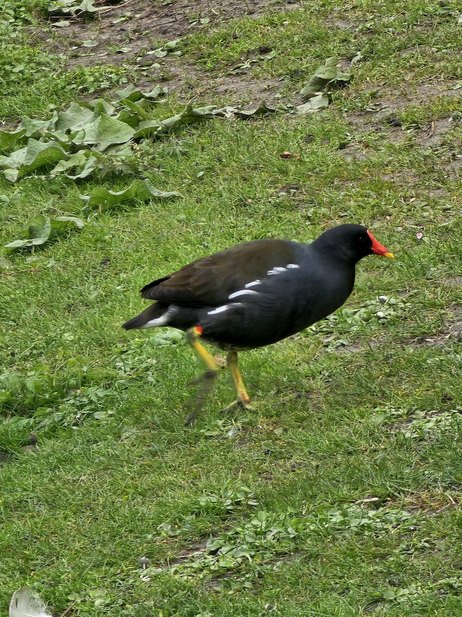 Eurasian Moorhen - ML618037160