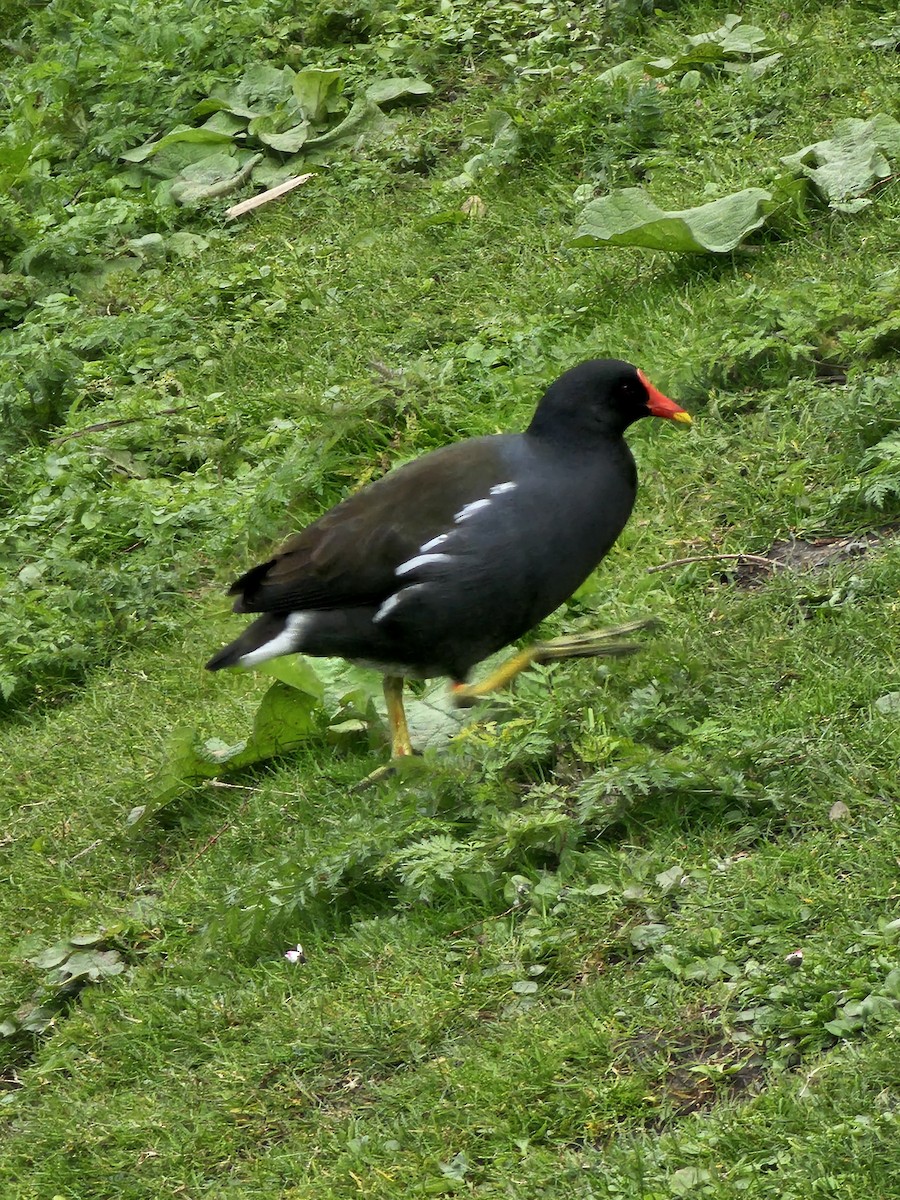 Gallinule poule-d'eau - ML618037161