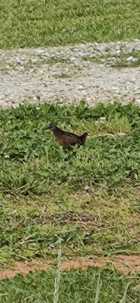 Virginia Rail - ML618037175