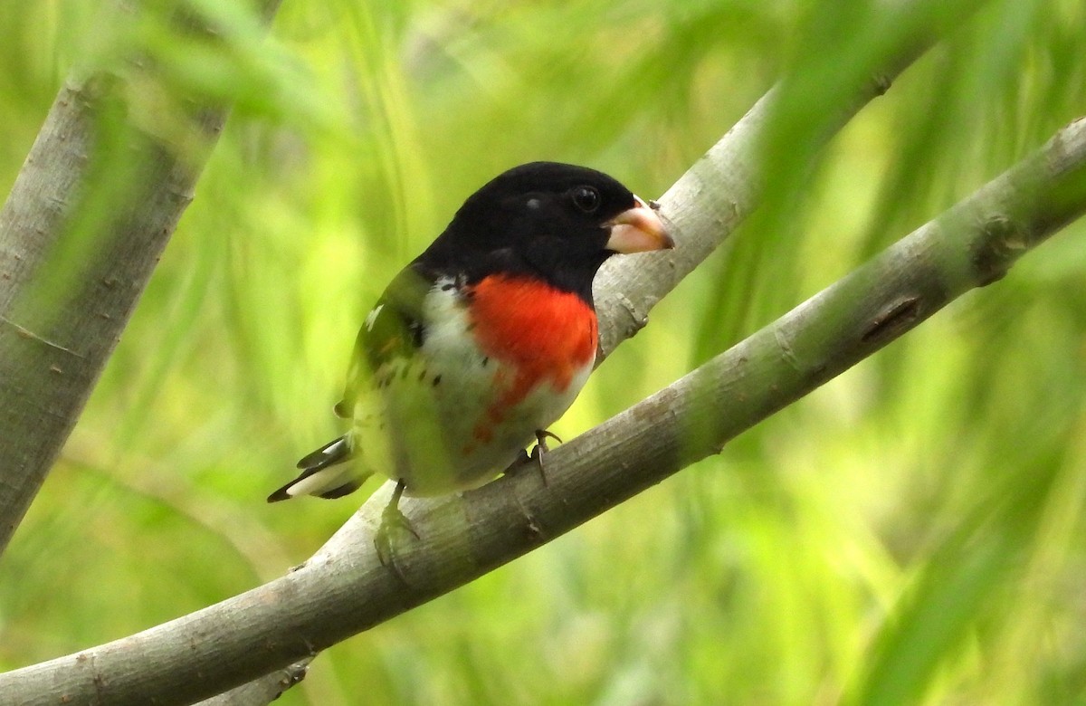 Rose-breasted Grosbeak - Albert Ribes