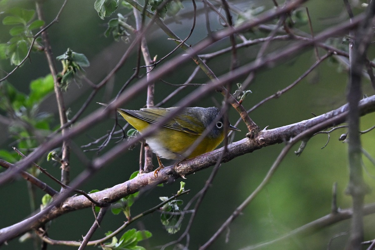 Nashville Warbler - ML618037187