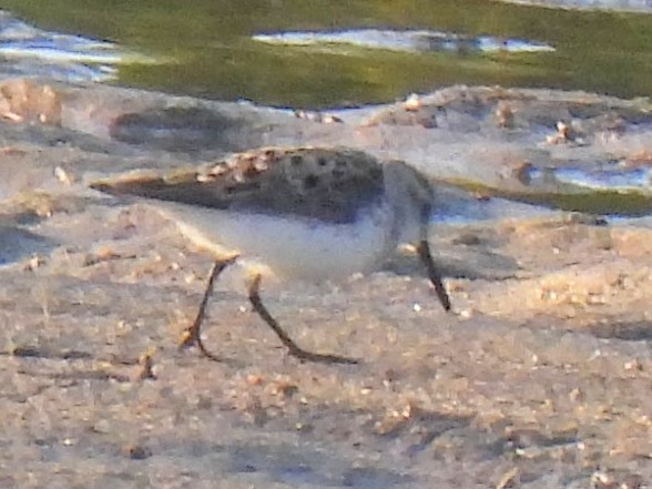 Western Sandpiper - ML618037210