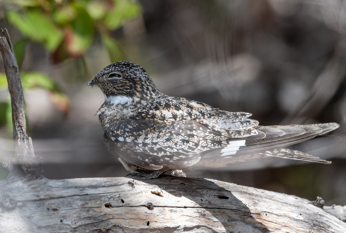 Antillean Nighthawk - Mel Senac