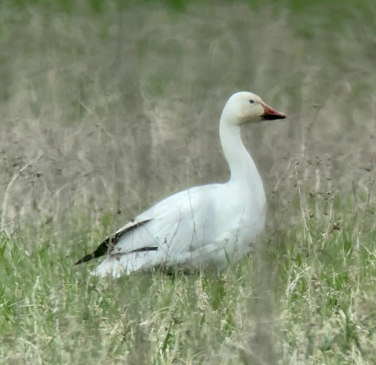 Snow Goose - ML618037277