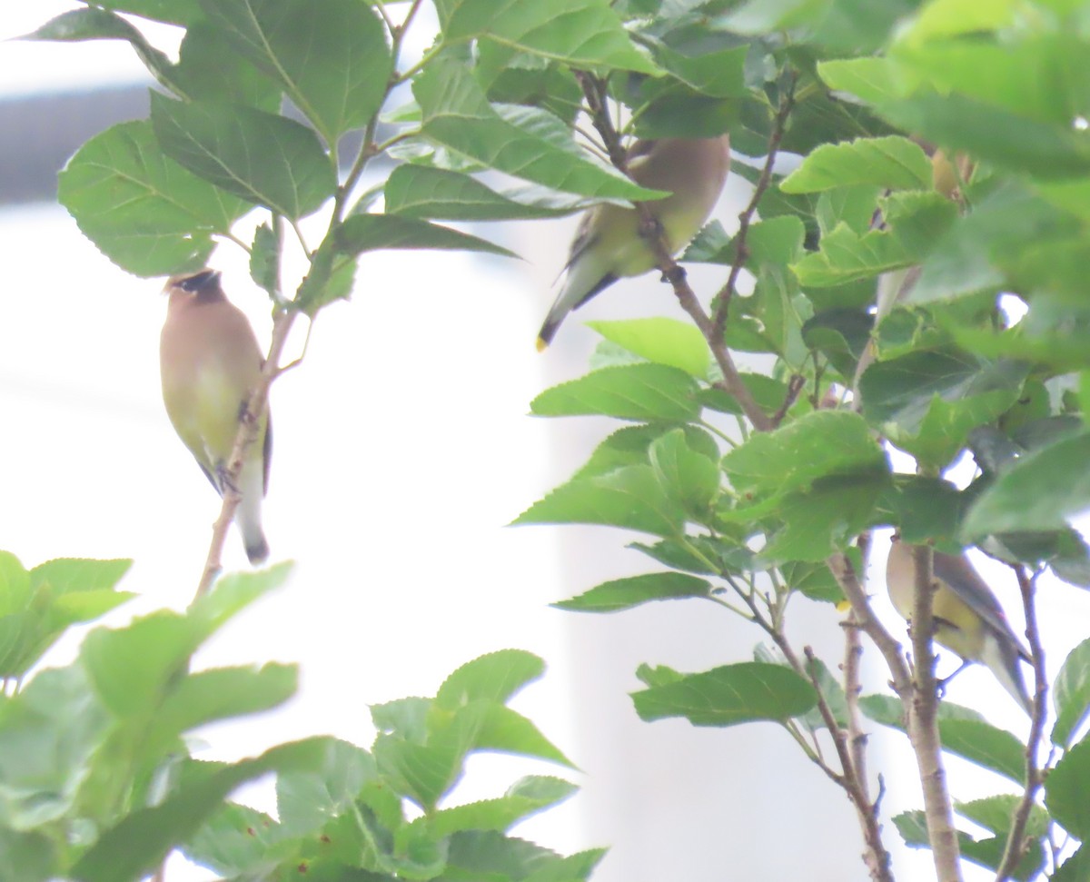 Cedar Waxwing - ML618037278