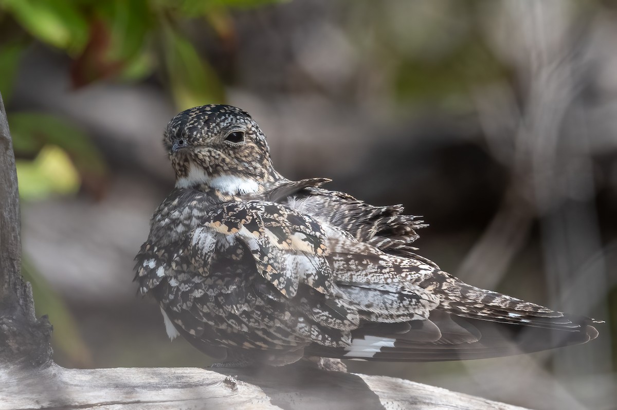 Antillean Nighthawk - Mel Senac