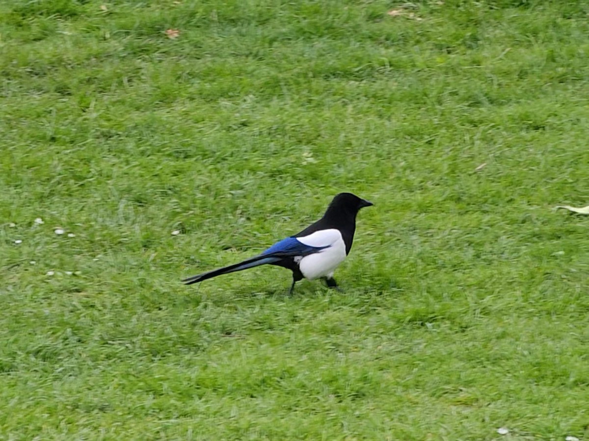 Eurasian Magpie - ML618037282