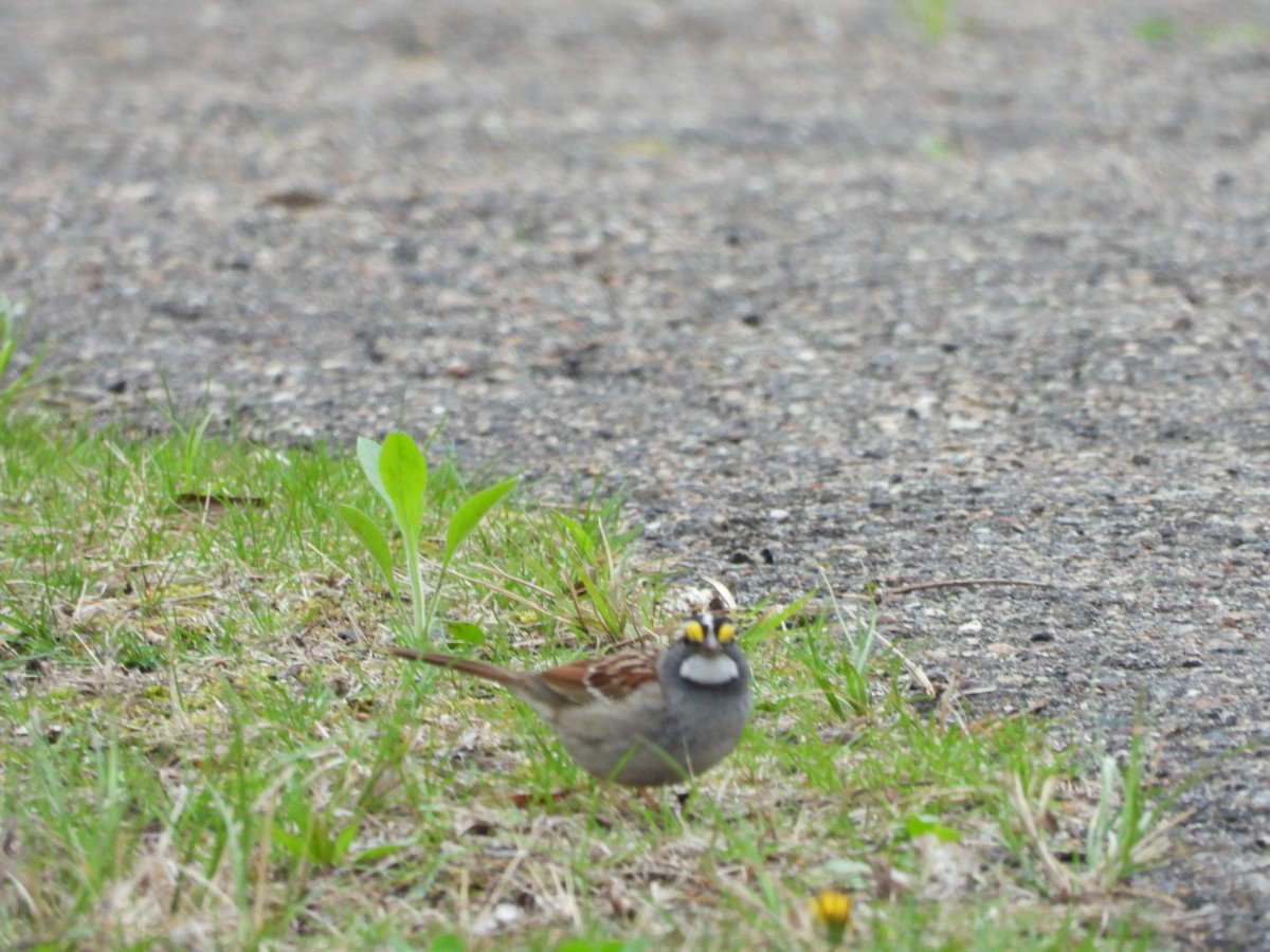 White-throated Sparrow - Ben Douglas