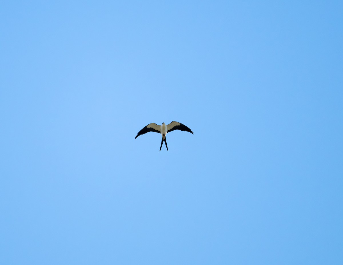 Swallow-tailed Kite - ML618037286