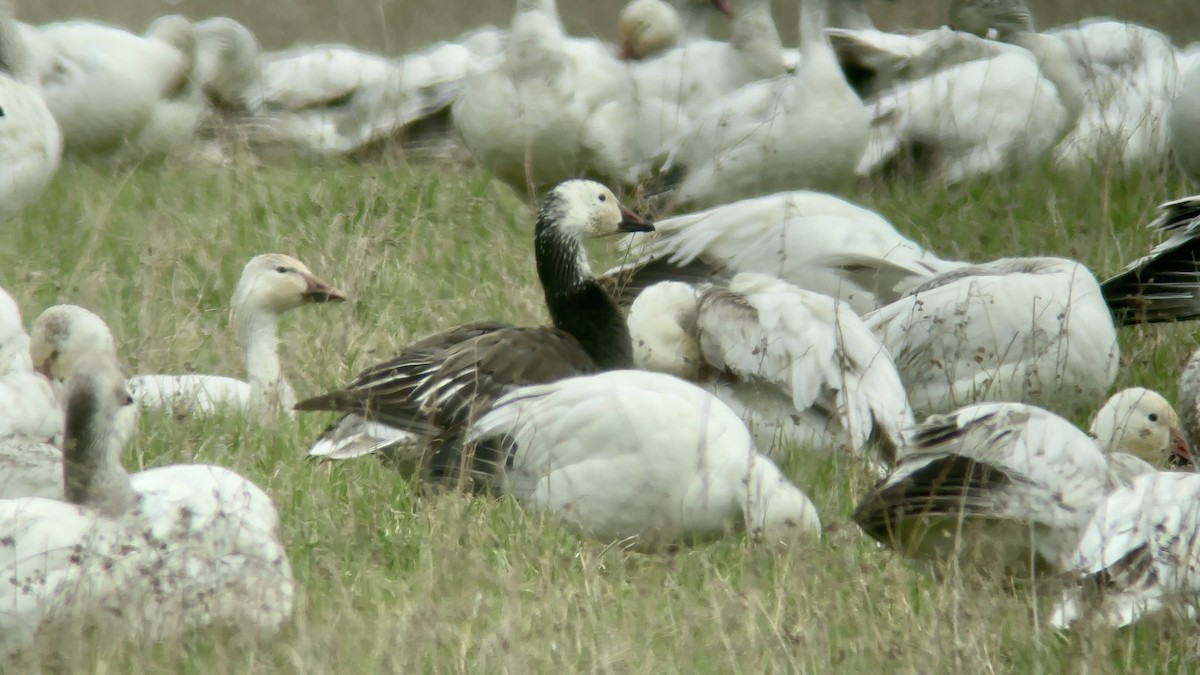 Snow Goose - ML618037288