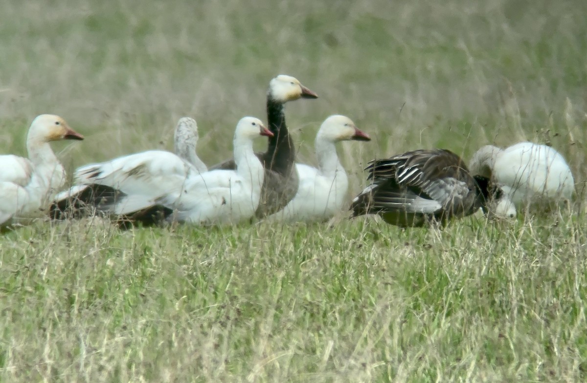 Ross's Goose - ML618037289