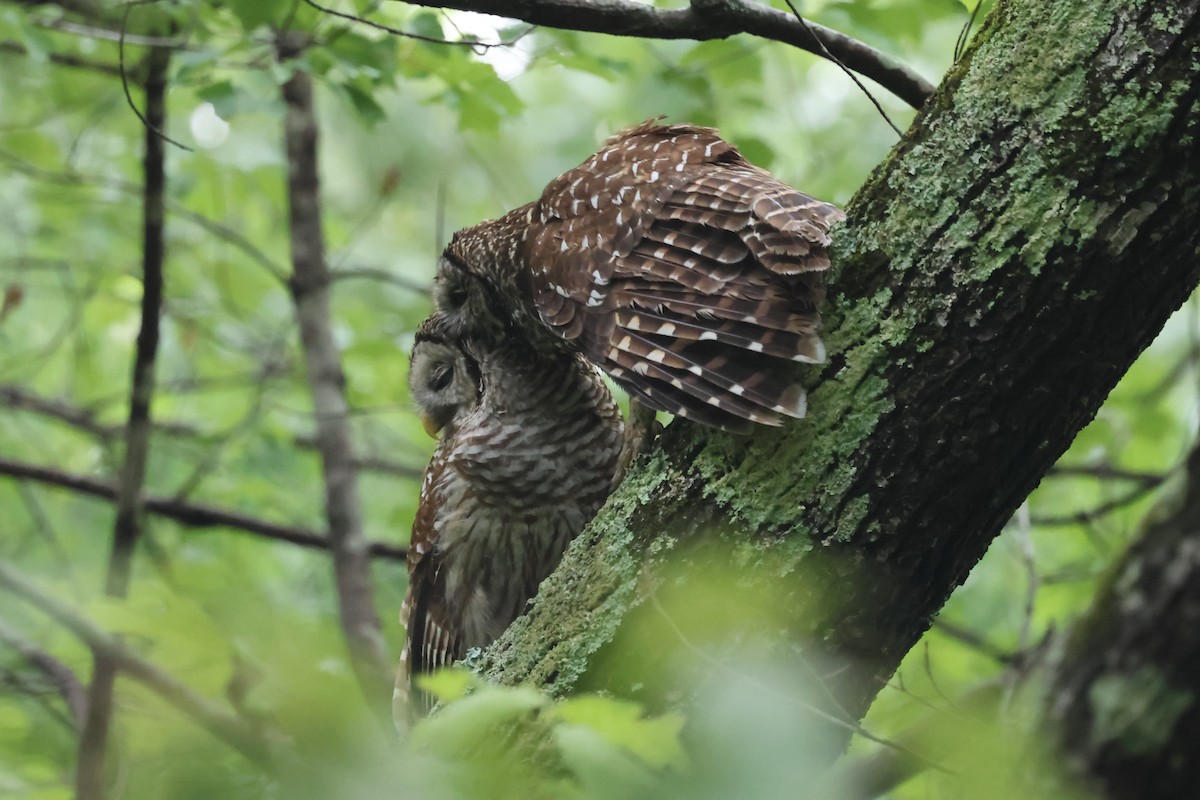 Barred Owl - ML618037305