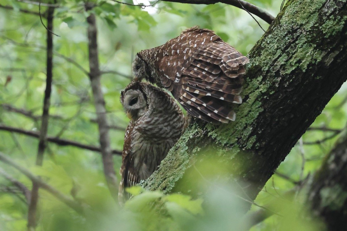 Barred Owl - ML618037306