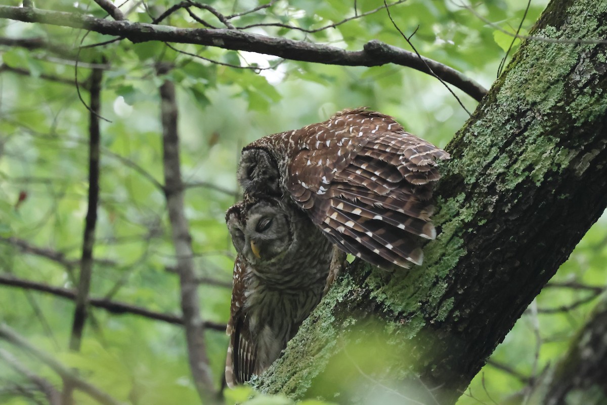 Barred Owl - ML618037307