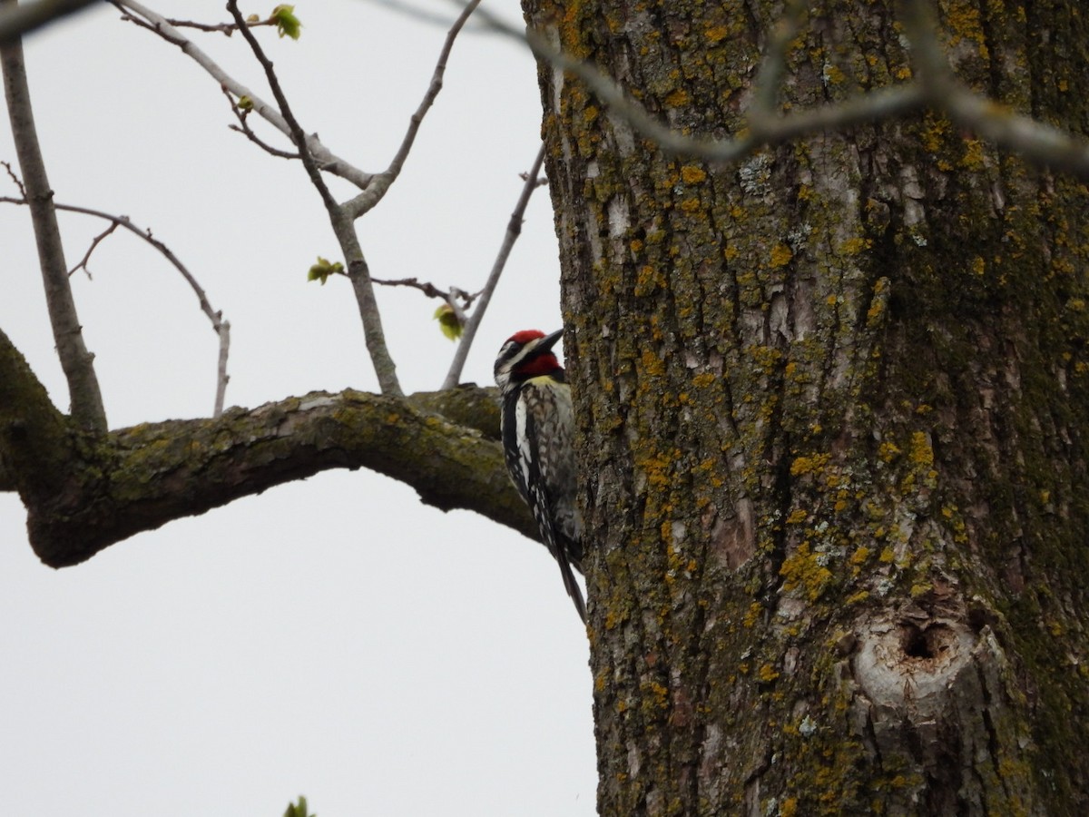 Yellow-bellied Sapsucker - Ben Douglas