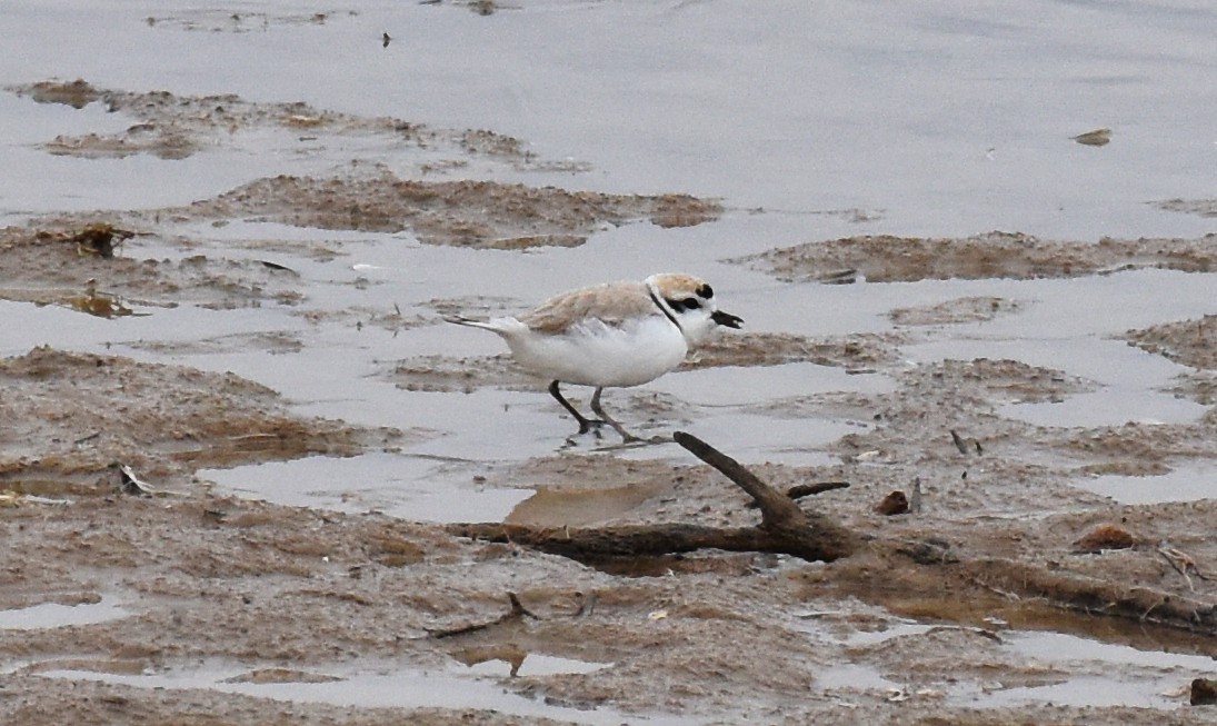 Snowy Plover - ML618037316