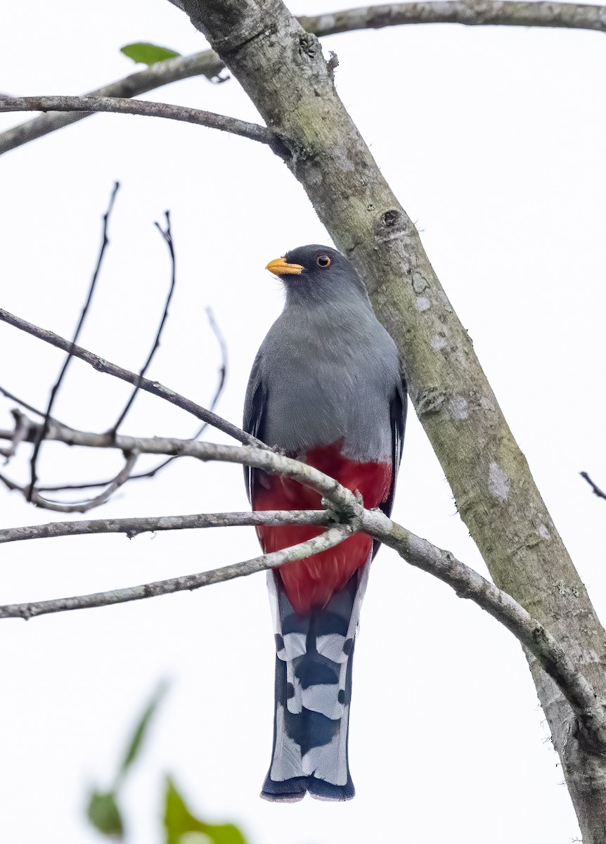 Trogon damoiseau - ML618037325