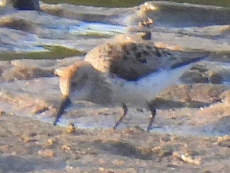 Western Sandpiper - Ed Daniels