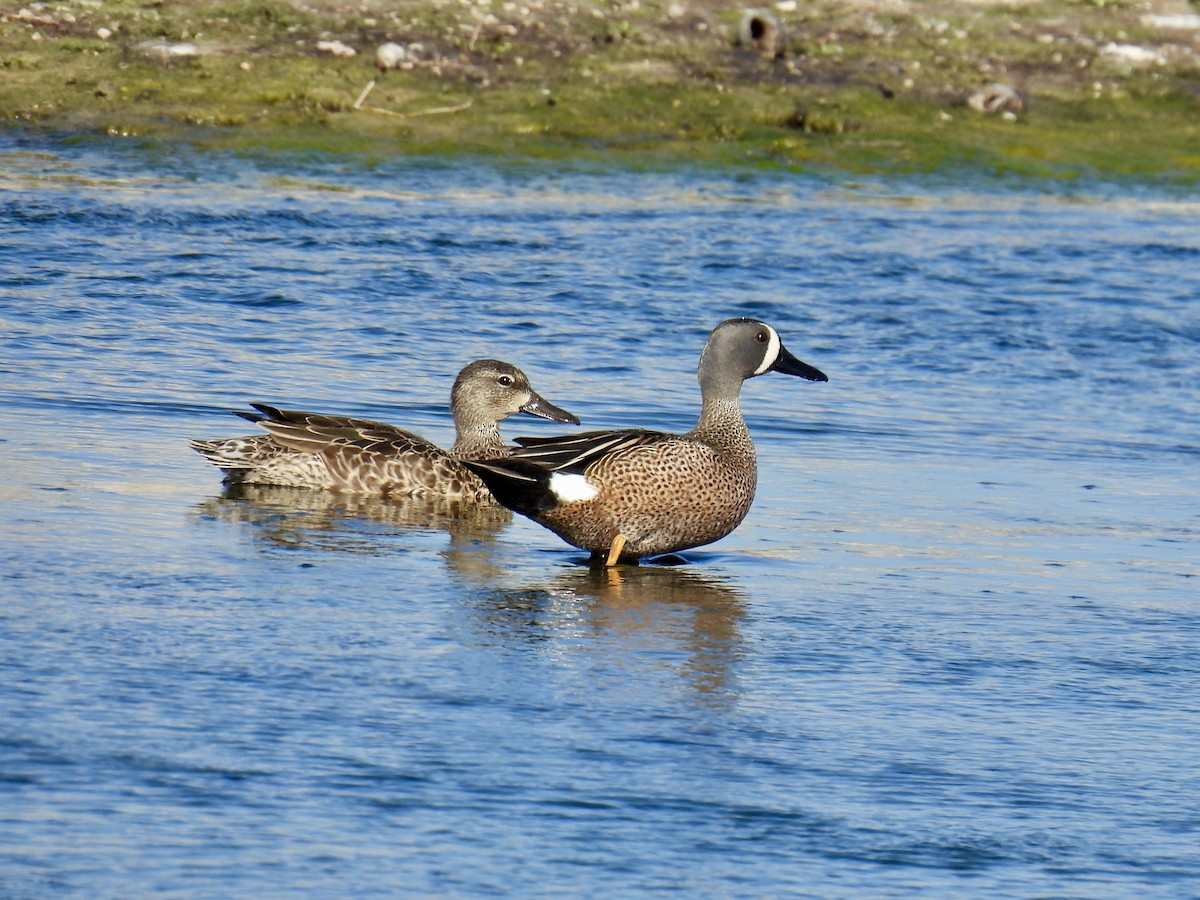 Blue-winged Teal - ML618037355