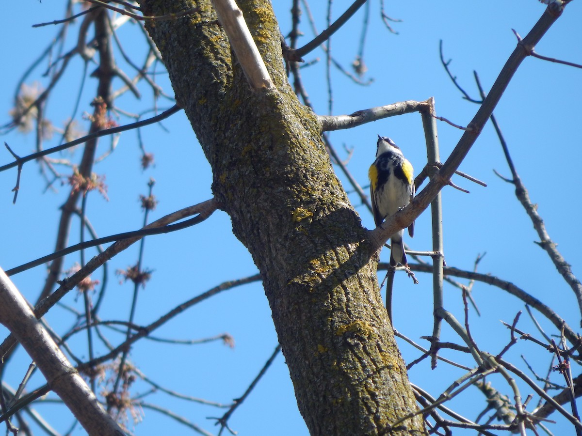 Yellow-rumped Warbler - ML618037386