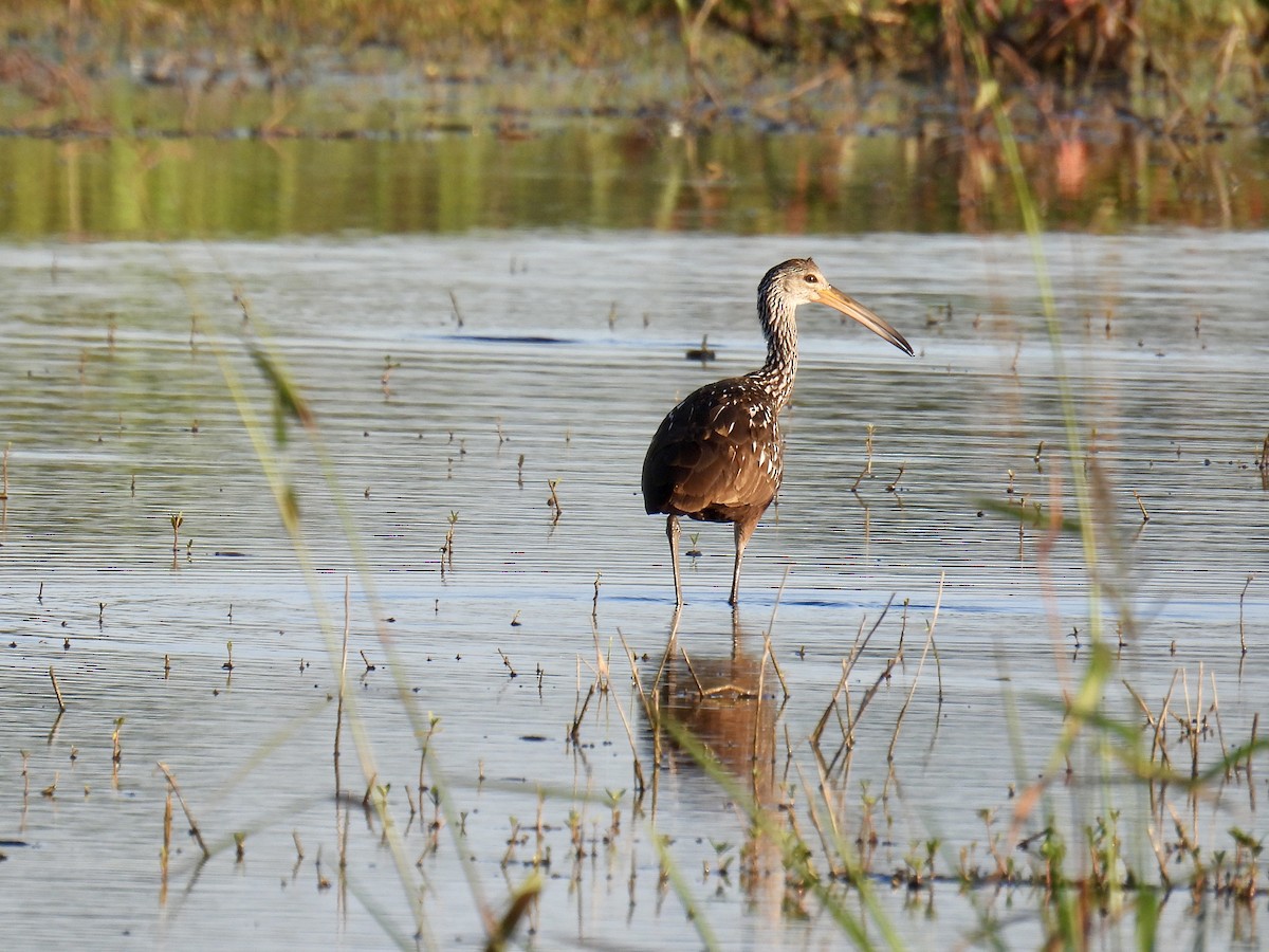 Limpkin - ML618037400