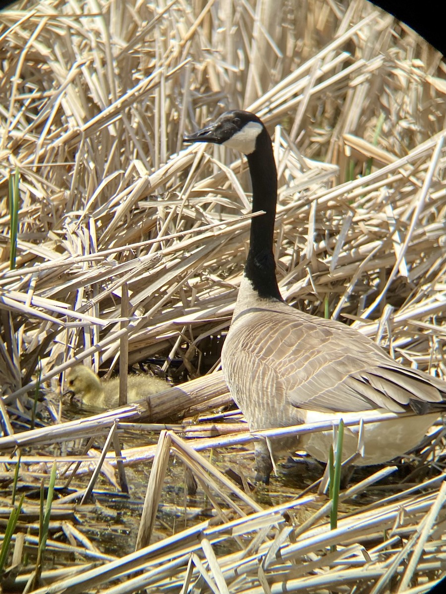 Canada Goose - ML618037411