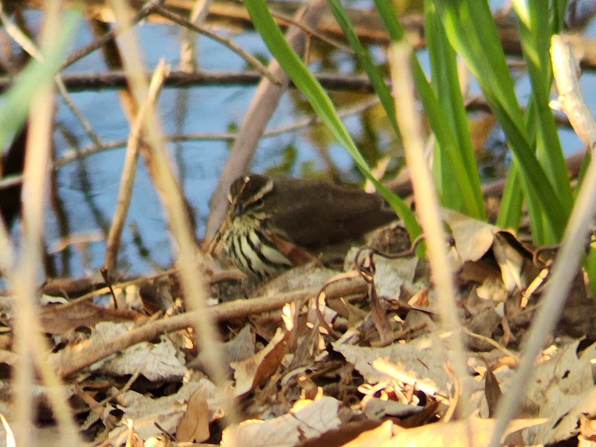 Northern Waterthrush - ML618037423