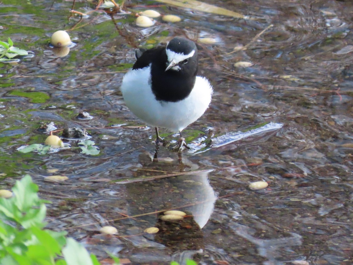 Japanese Wagtail - ML618037443