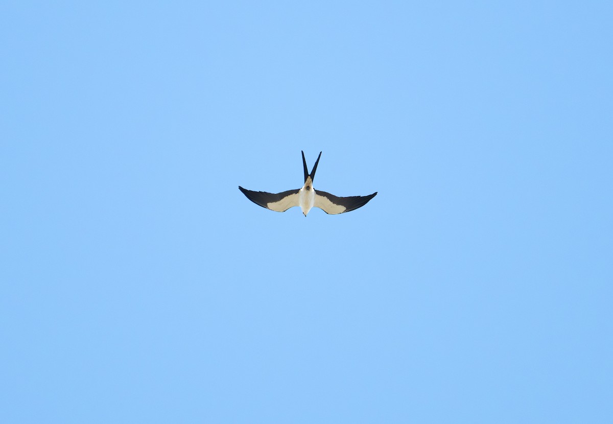 Swallow-tailed Kite - ML618037451