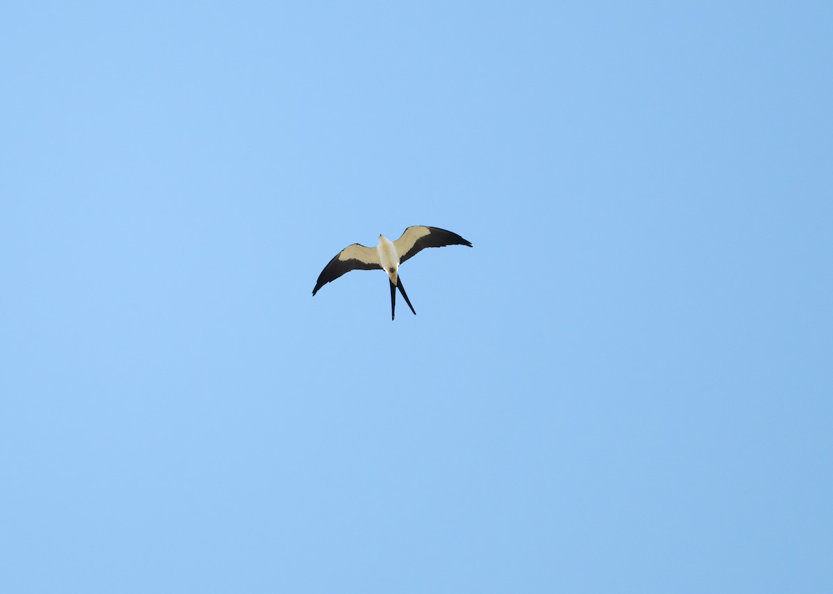 Swallow-tailed Kite - ML618037452