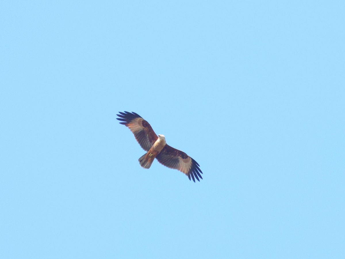 Brahminy Kite - ML618037479