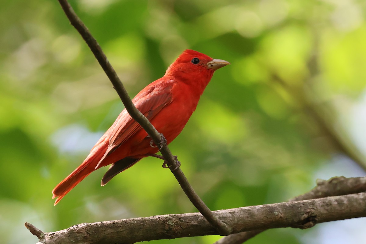 Summer Tanager - ML618037508