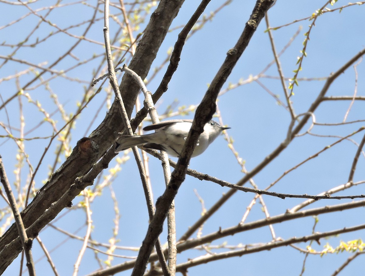 Blue-gray Gnatcatcher - ML618037611