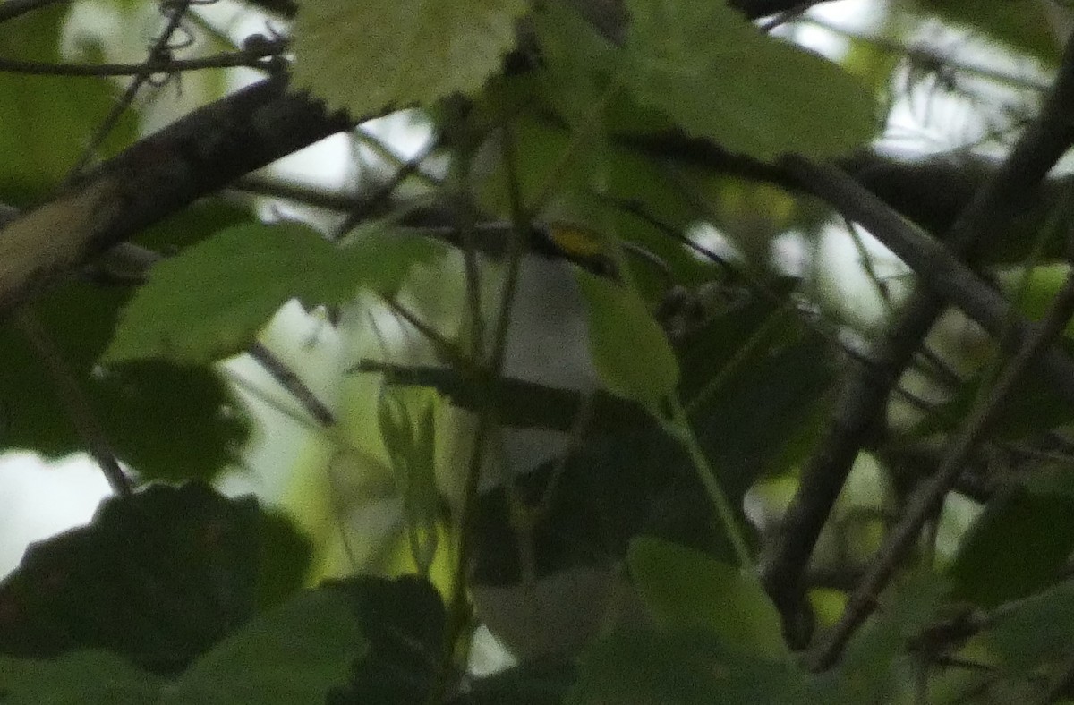 White-eyed Vireo - ML618037617