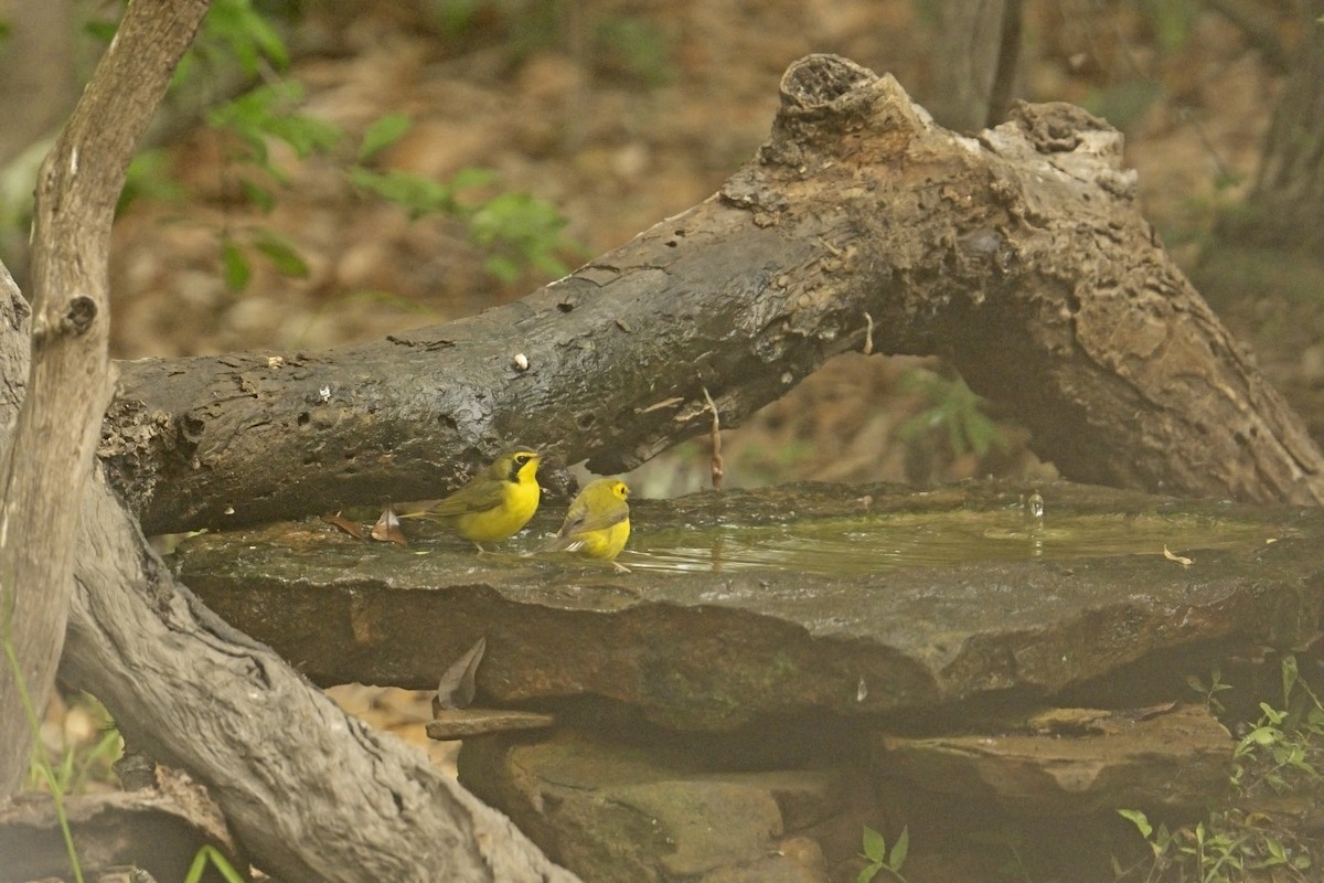 Kentucky Warbler - Neil Earnest