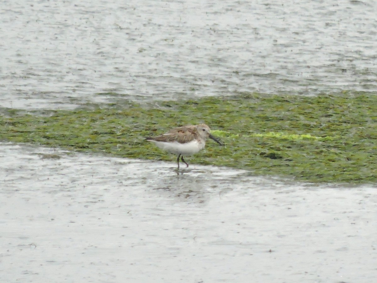 Dunlin - ML618037648