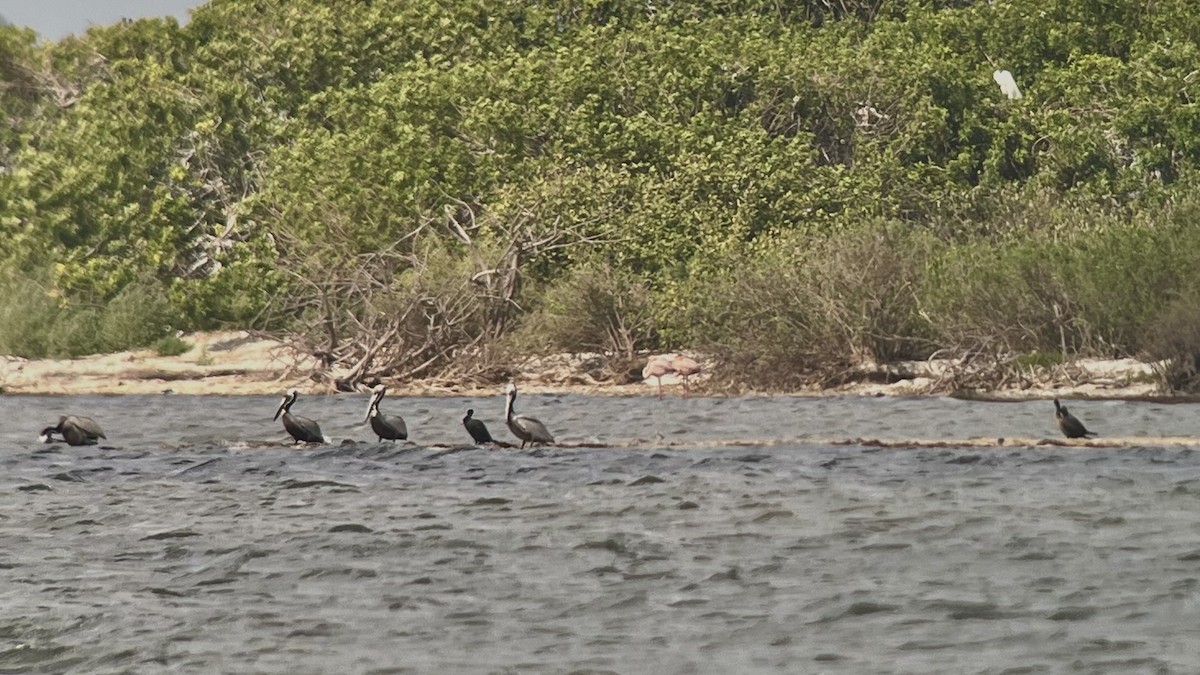 American Flamingo - ML618037653