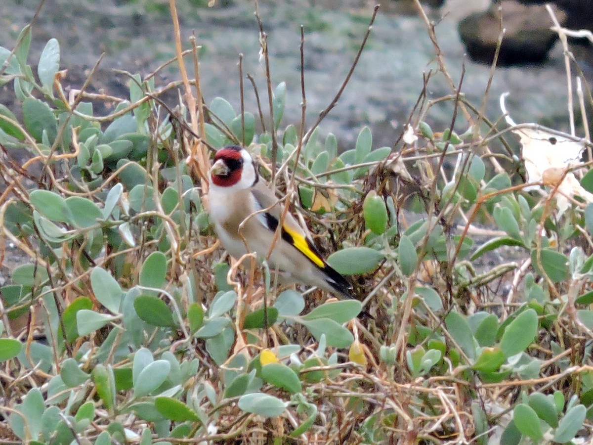 European Goldfinch - ML618037722