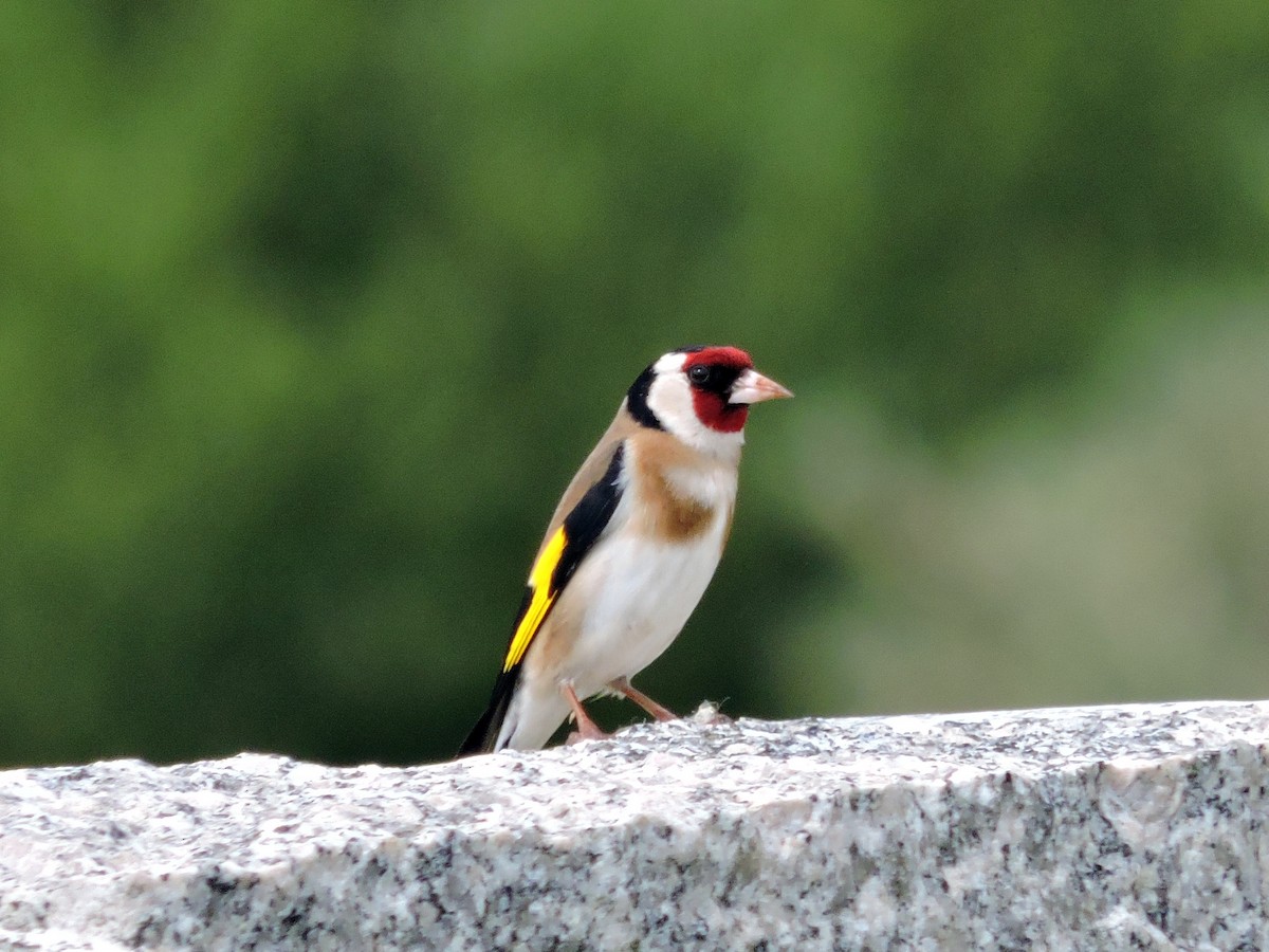 European Goldfinch - ML618037723