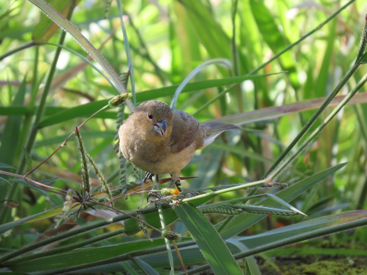 Sporophila sp. - ML618037759