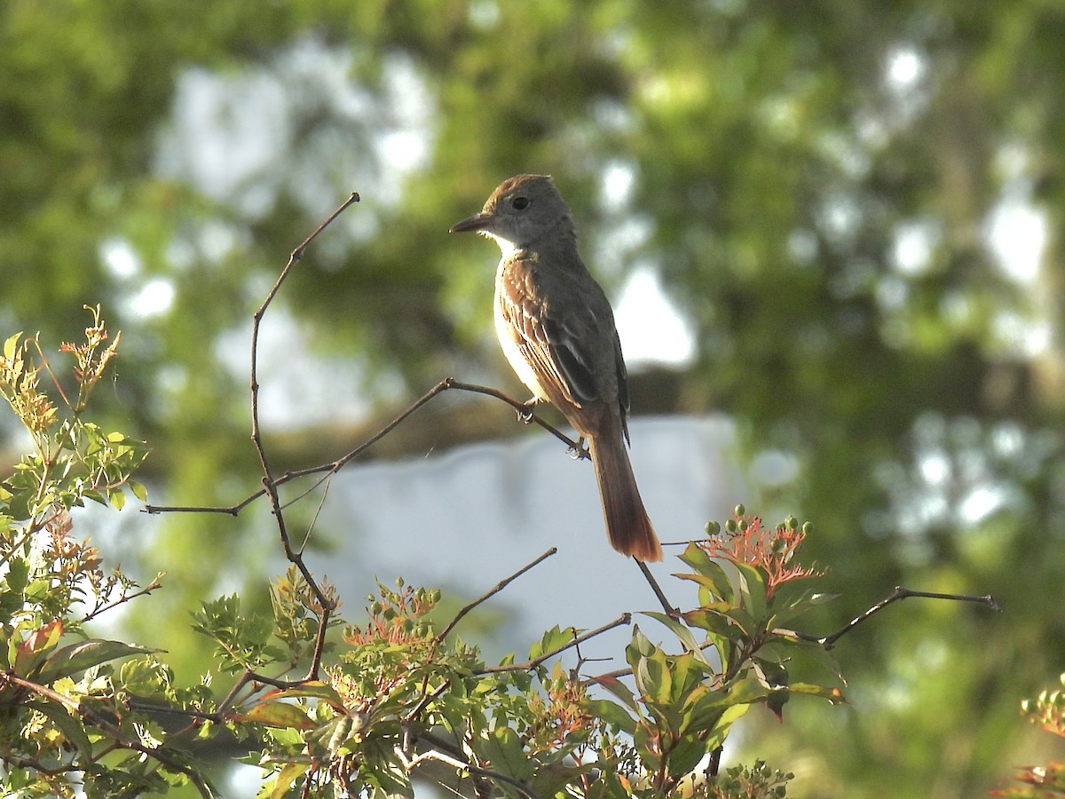 Great Crested Flycatcher - Jeanne Tucker