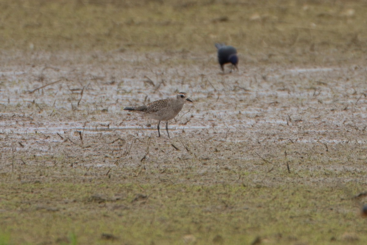 American Golden-Plover - Todd A. Watkins