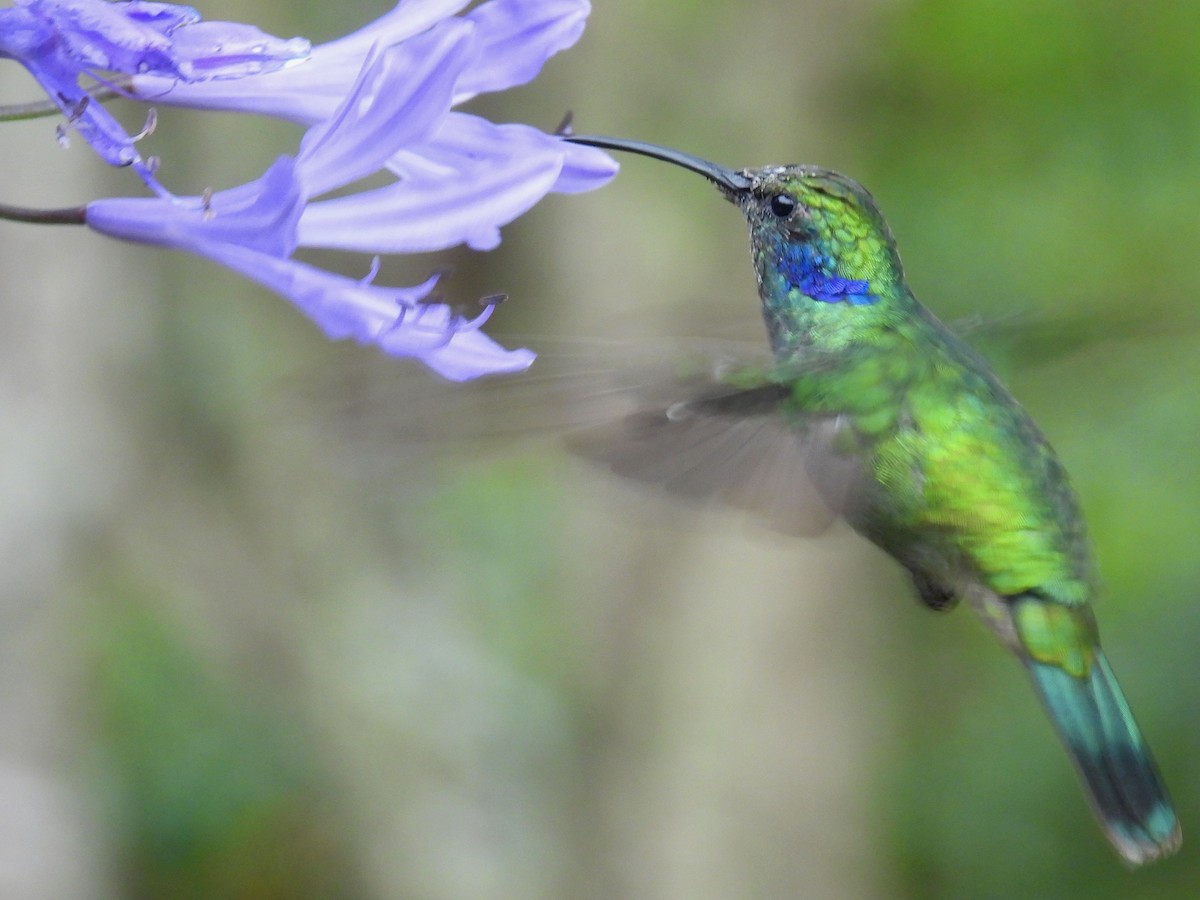 Lesser Violetear - Urs Geiser