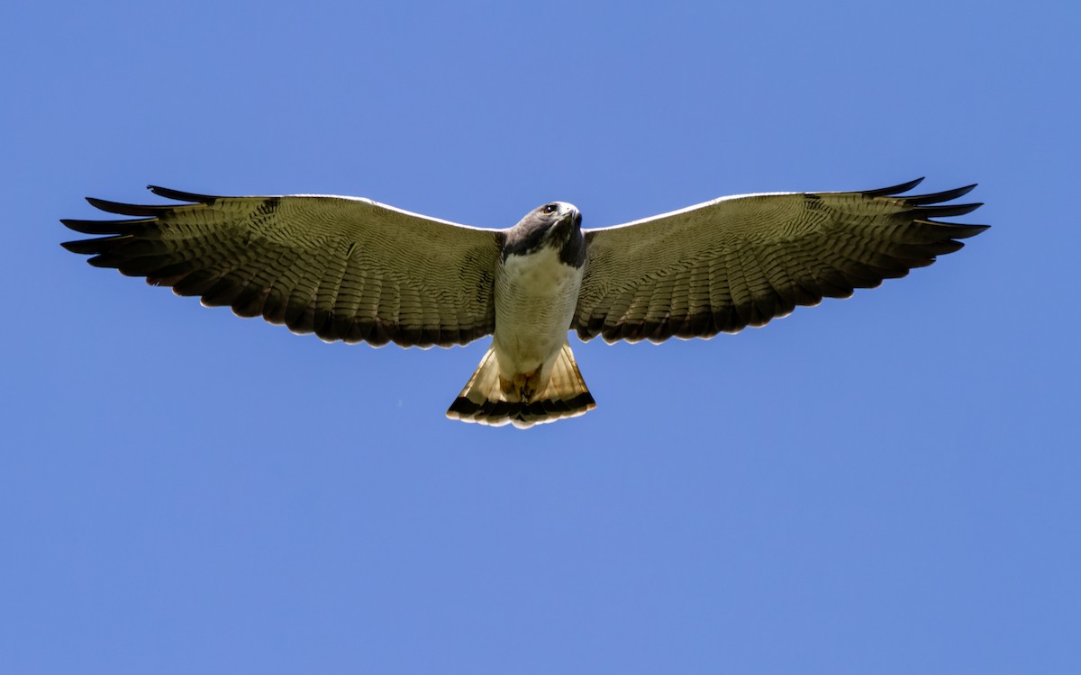 White-tailed Hawk - ML618037909