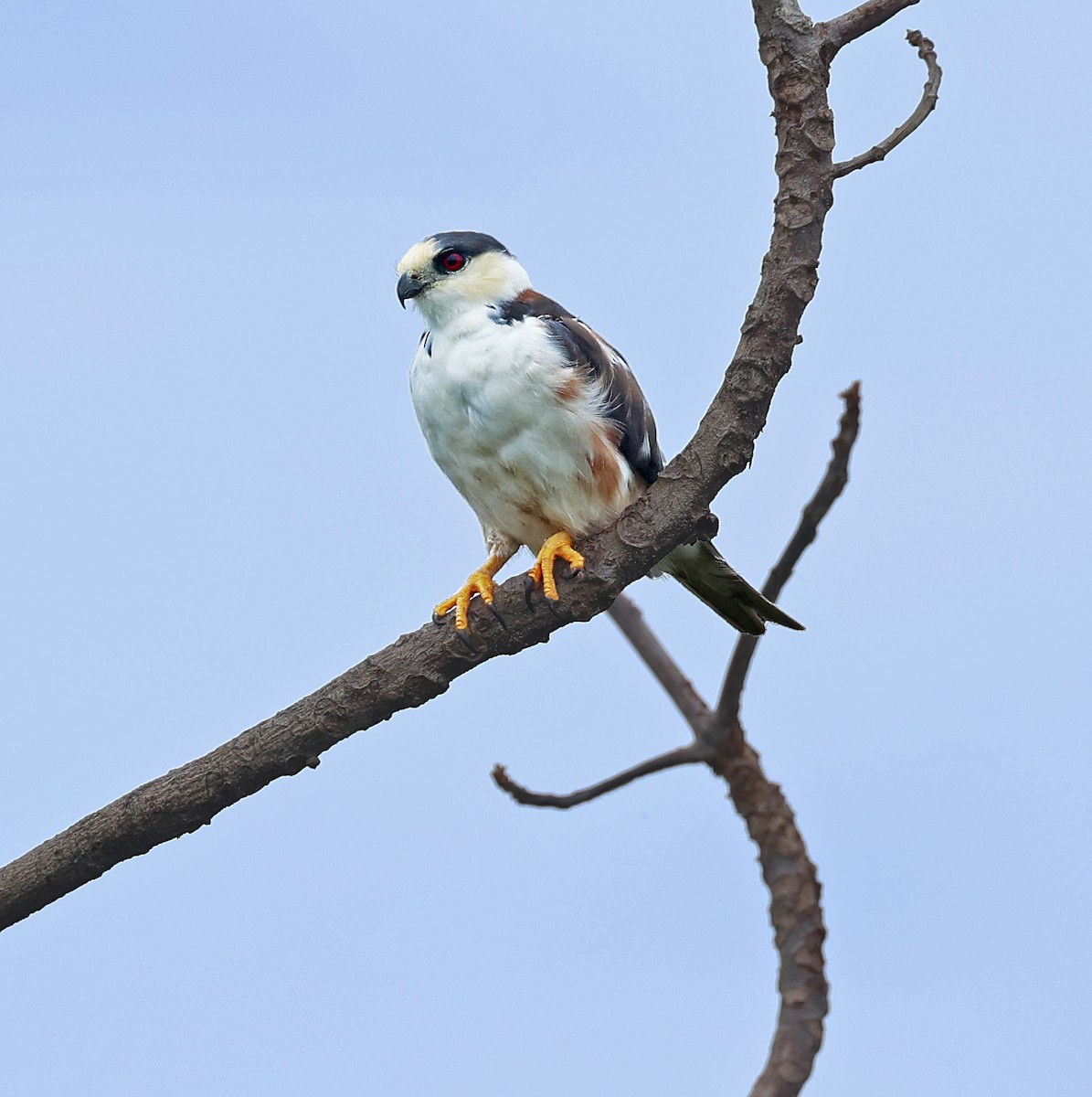 Pearl Kite - ML618037911