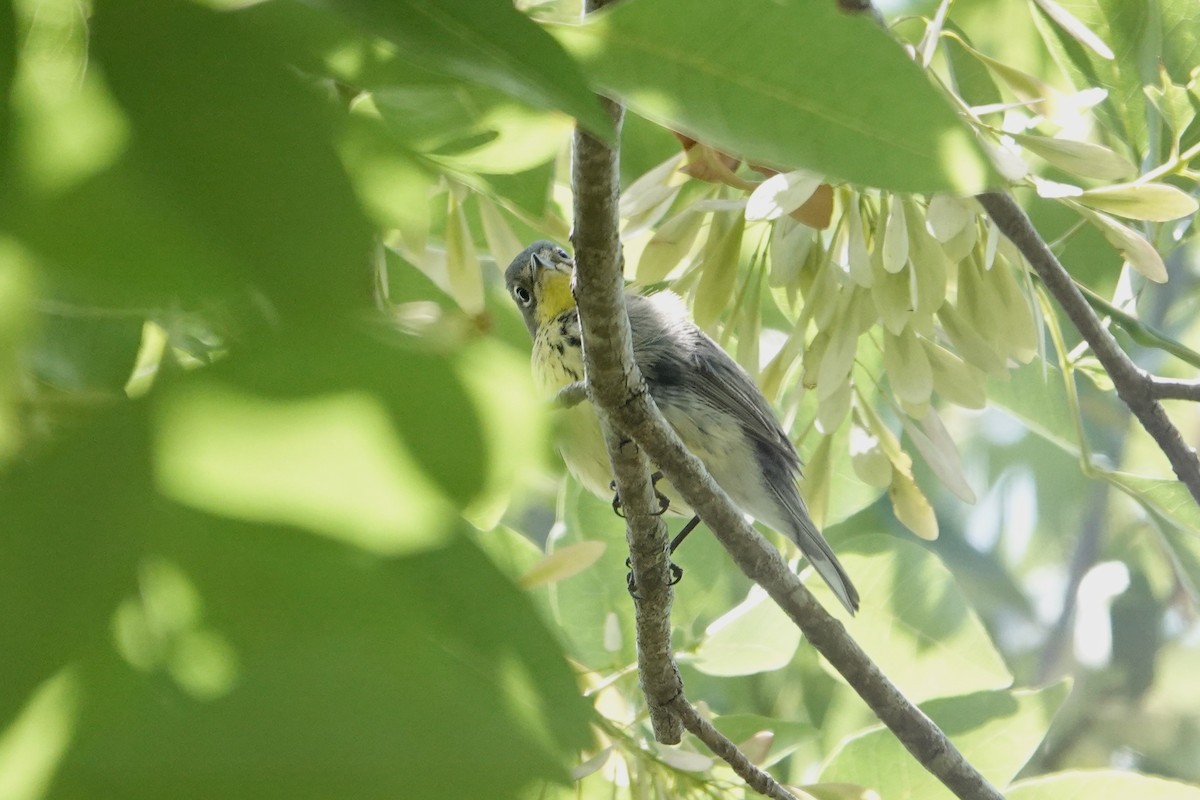 Kirtland's Warbler - Min Zhao