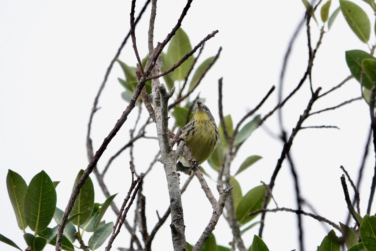 Kirtland's Warbler - Min Zhao